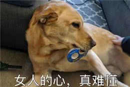 狗狗有这些“捣蛋行为”，原来是把你当父母了