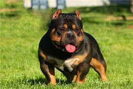 美国的恶霸犬模样长得倒是挺威猛的，但是人家出了名的忠诚可靠