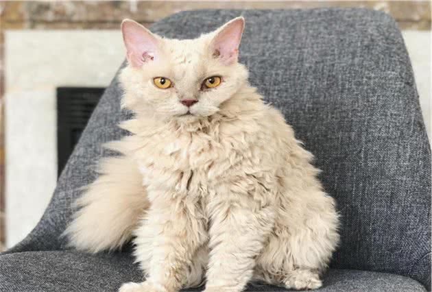 猫奴捡到浪猫以为毛发打结梳不直结果竟是超罕见喵星人