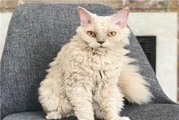 猫奴捡到浪猫以为毛发打结梳不直结果竟是超罕见喵星人