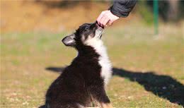 训犬师用零食让狗乖乖听话，零食用得对，训练更容易成功
