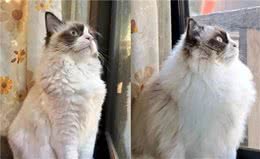 猫毛满天飞？最全的撸毛“神器”盘点来了