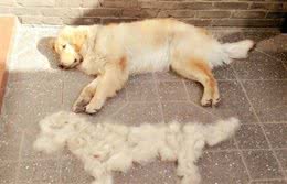 狗狗什么时候换毛？换毛期该注意什么？