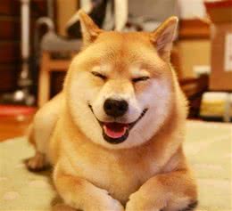 最适合家庭饲养的狗~柴犬