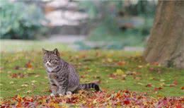 养只狸花猫真的难，怎么都吃不胖，问题出在哪里？