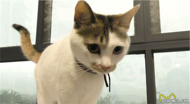 猫咪喵叫是为告知主人信息，学会六种常见猫语，更好理解爱猫状态