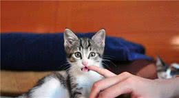 猫咪喵叫是为告知主人信息，学会六种常见猫语，更好理解爱猫状态