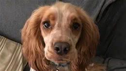 18个月的小猎犬做了四次剖腹手术，戴着嘴套都无法阻止