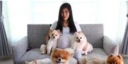 博美犬在国内的“地位”越来越高，主要取决于这几点