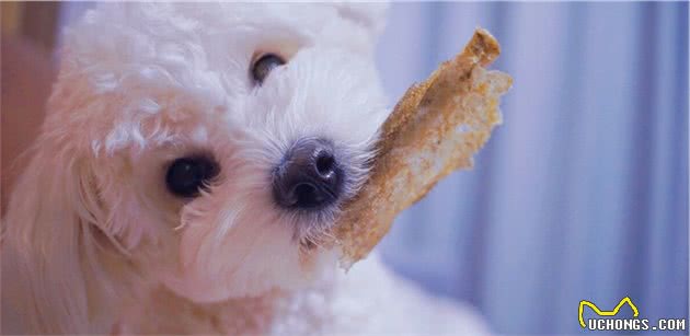 喂狗粮和喂饭的狗，差别真的很大吗？从科学角度分析