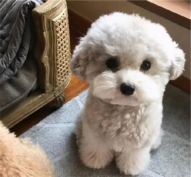 把你当成“妈妈”的泰迪犬，会有这7个表现，太可爱了