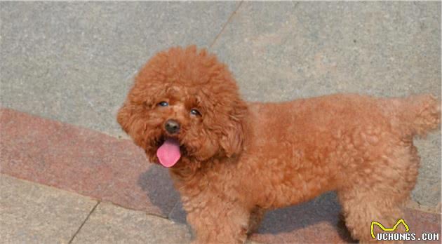 把你当成“妈妈”的泰迪犬，会有这7个表现，太可爱了