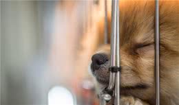 学会这几招，还怕狗子不听你的话？