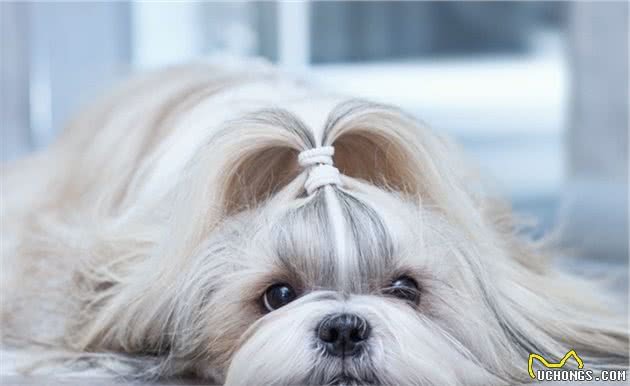 从中国红到欧美的贵族犬种，它竟然是狮子犬的后代
