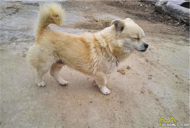 铲屎官农村养狗需注意佩戴牵引绳，避免爱犬出现安全隐患