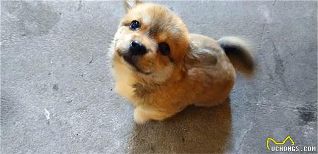 铲屎官农村养狗需注意佩戴牵引绳，避免爱犬出现安全隐患