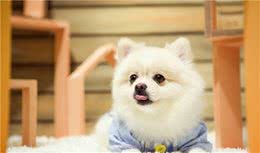 博美犬“纯种”的几个特征，你抓对了吗？