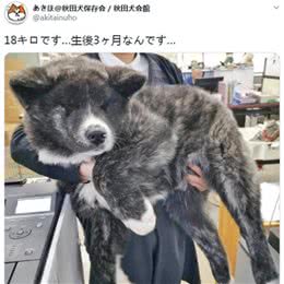 秋田3个月重达36斤，主人一脸生无可恋，你敢再胖一点吗？