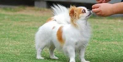 蝴蝶犬吃什么狗粮好？