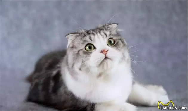 折耳猫迷思以及饲养必知！