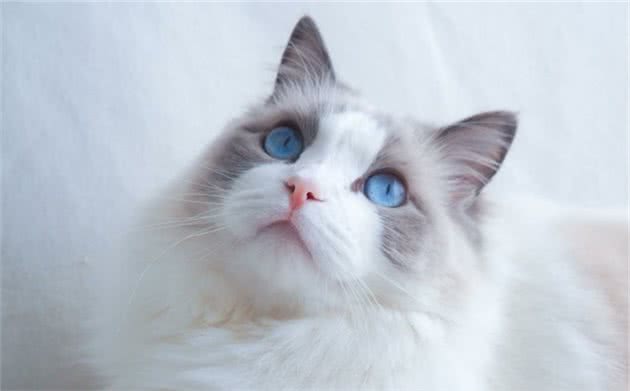 为什么说布偶猫“不好养”？这几点，养过的人都深有体会
