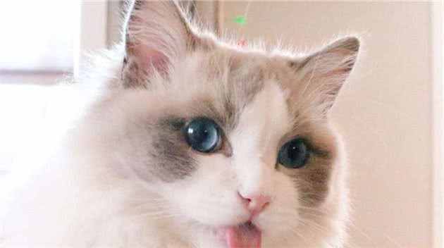 为什么说布偶猫“不好养”？这几点，养过的人都深有体会
