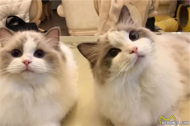 为什么说布偶猫“不好养”？这几点，养过的人都深有体会