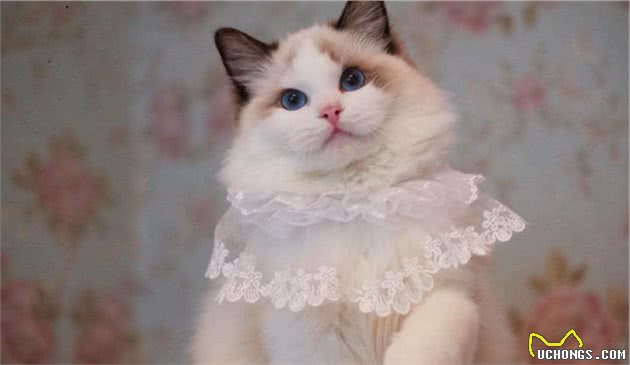 为什么说布偶猫“不好养”？这几点，养过的人都深有体会