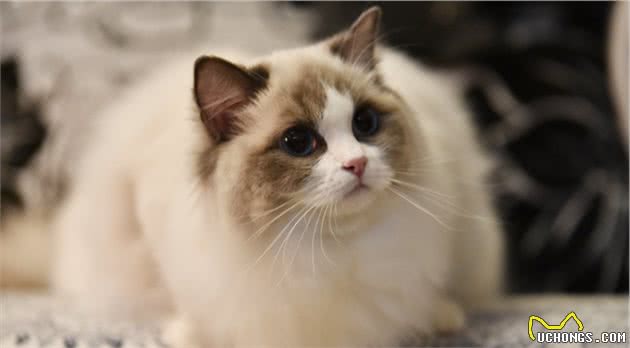 为什么说布偶猫“不好养”？这几点，养过的人都深有体会