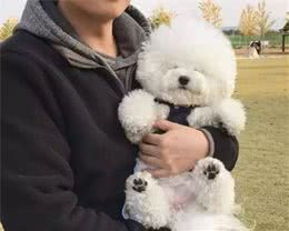 比熊犬认主的特征，你家狗狗有说明已经被“养熟”了