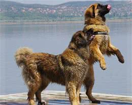 这4种犬被誉为“犬中战斧”，其中它是多国獒犬杂交的后代