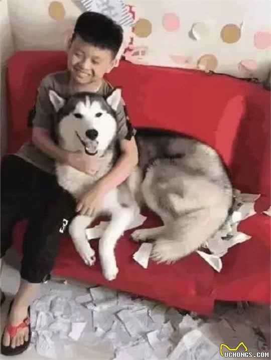 养狗千日，用狗一时