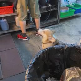 去小吃店发现超可爱狗狗，定睛一看：这不是我家狗吗？