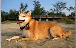 “直到最后也不要后悔”，和伴侣犬一起出发的最后离别旅行