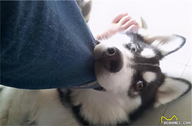 在狗狗的眼里，咬主人手脚，代表这些意思