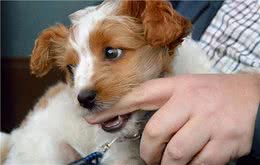 在狗狗的眼里，咬主人手脚，代表这些意思