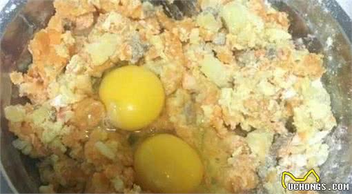 我的泰迪养护“大机密”，养泰迪的新手看过来