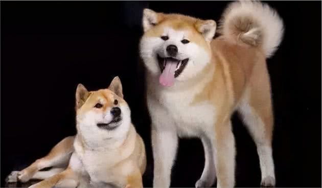 柴犬和秋田有啥区别？这俩不是一种狗？