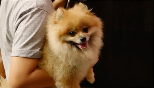 狗狗为什么见到主人回家就很激动？你家狗也是吗？