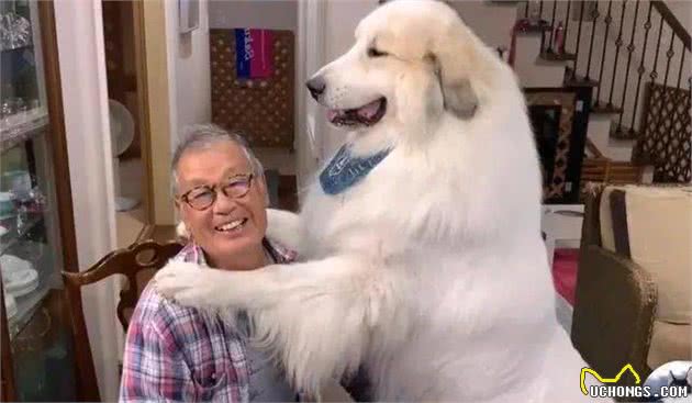 狗狗为什么见到主人回家就很激动？你家狗也是吗？