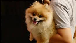 狗狗为什么见到主人回家就很激动？你家狗也是吗？