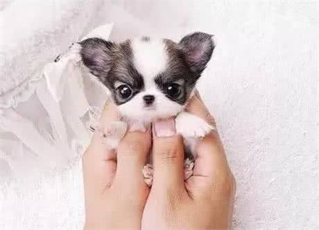 茶杯犬很萌，但它的痛苦你知道吗？
