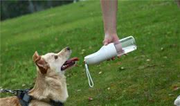 新手养宠期之如何牵狗散步？