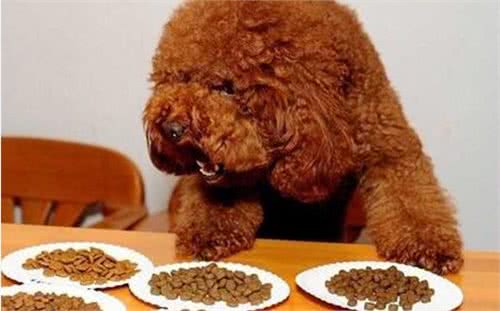 饲养泰迪犬的5个错误方法，你有在犯吗？