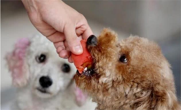 饲养泰迪犬的5个错误方法，你有在犯吗？