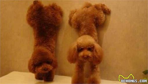 饲养泰迪犬的5个错误方法，你有在犯吗？