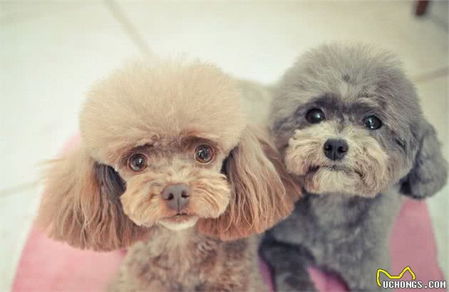 饲养泰迪犬的5个错误方法，你有在犯吗？