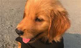 金毛犬身体有这些表现，是在告诉你：我生病了