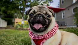 在国外深受欢迎的中国哈巴狗—巴哥犬（pug）饲养指南