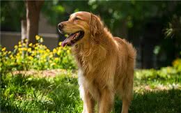 狗狗身上长寄生虫？寄生虫会带来危害？处理寄生虫的措施参考？